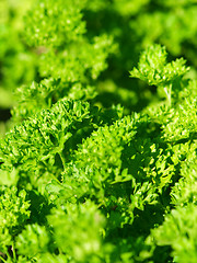 Image showing Parsley background