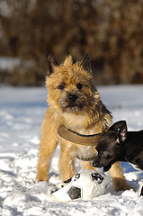 Image showing Playing dogs