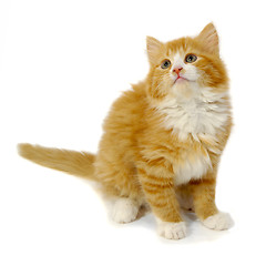 Image showing Small kitten