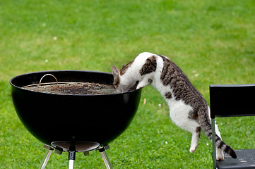 Image showing Hungry cat