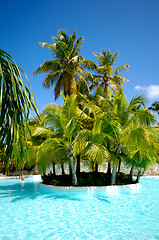 Image showing Palms and swimming pool