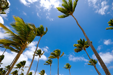 Image showing Palms