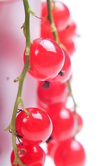 Image showing Red currant