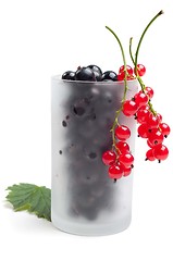 Image showing Red and black currant