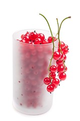 Image showing Red currant