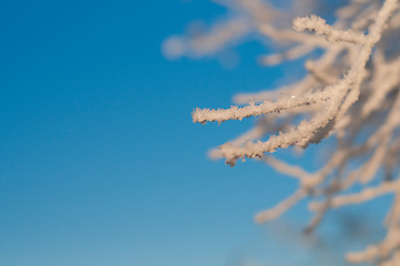 Image showing Frozen bush