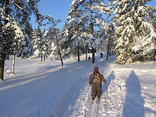 Image showing skiing