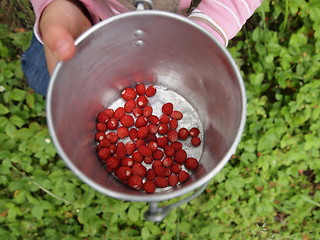 Image showing wild strawberries II