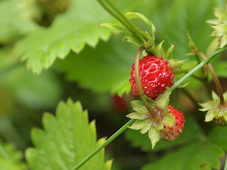 Image showing wild strawberries