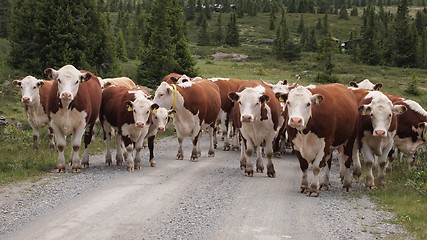Image showing cows in the mountains II