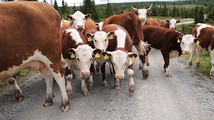 Image showing cows in the mountains