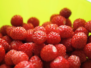 Image showing wild strawberries III