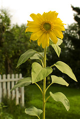 Image showing Sunflower. Helianthus annuus