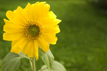 Image showing Sunflower. Helianthus annuus