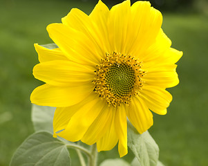 Image showing Sunflower. Helianthus annuus