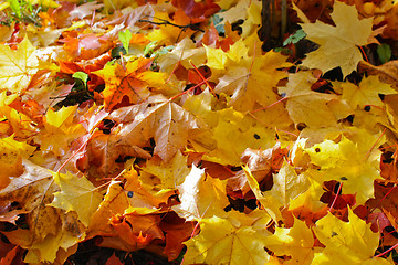 Image showing Fall colors