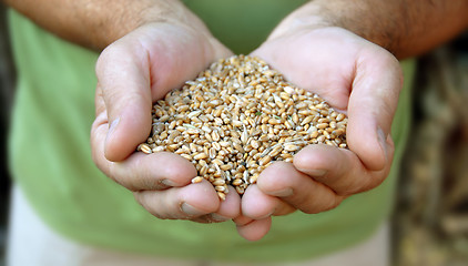 Image showing Wheat in hands