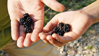 Image showing Blackberries