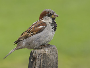 Image showing House sparrow