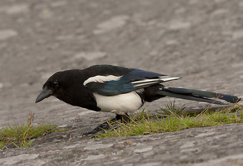 Image showing Magpie