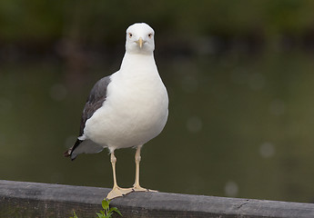 Image showing Lesser Black-backed Gull