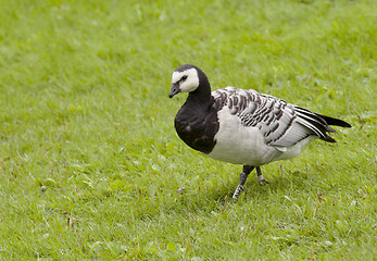 Image showing Barnacle Goose. 