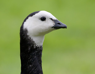 Image showing Barnacle Goose. 