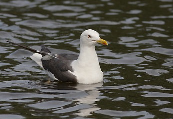 Image showing Lesser Black-backed Gull