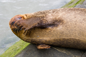 Image showing Funny seal