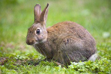 Image showing Wild rabbit