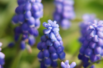 Image showing Blue flower