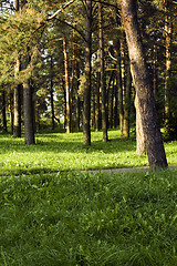 Image showing Trees in park