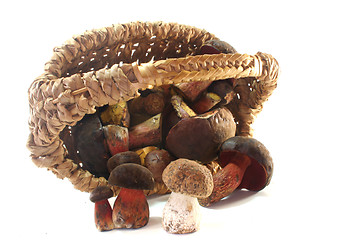 Image showing wild Mushrooms