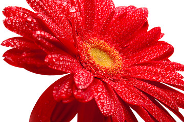 Image showing red gerbera