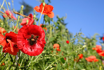 Image showing Beautiful Poppies field 