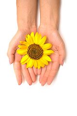 Image showing sunflower  like the sun in hands isolated
