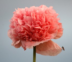 Image showing Pink flower