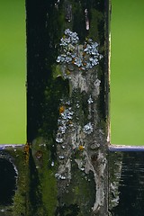 Image showing Graveyard detail