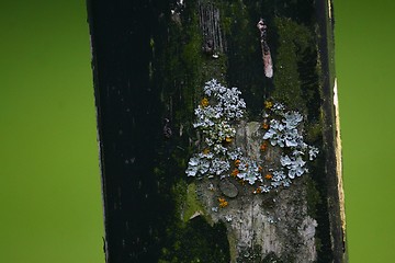 Image showing Graveyard detail