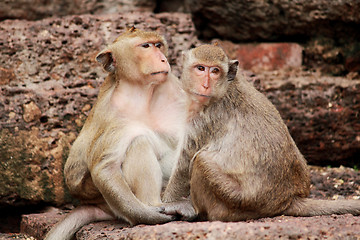 Image showing Monkey in Lopburi of Thailand