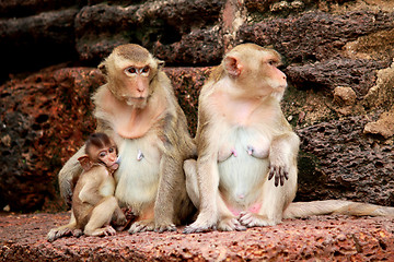 Image showing Monkey in Lopburi of Thailand