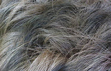 Image showing Withered grass