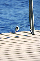 Image showing Little bird