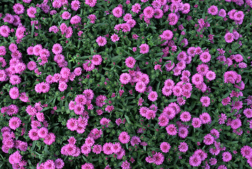 Image showing Nice asters background