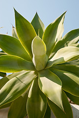 Image showing Green leaves of exotic plant