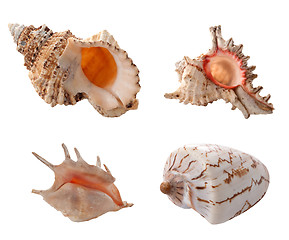 Image showing Sea shells