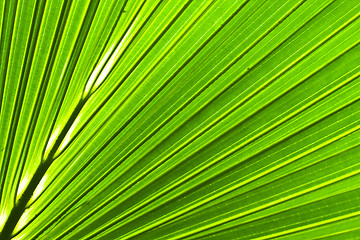 Image showing Beautiful green palm leaf background with backlighting 