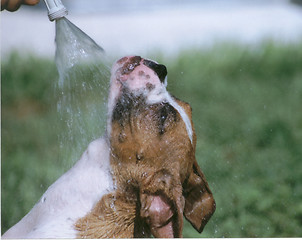 Image showing Hosing Down the Dog