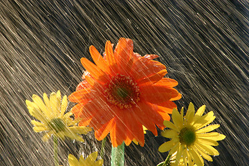 Image showing Rain on Flowers