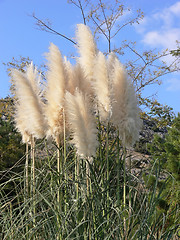 Image showing Pampas grass.